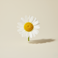 Chamomile