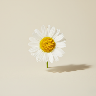Chamomile Extract (75mg)