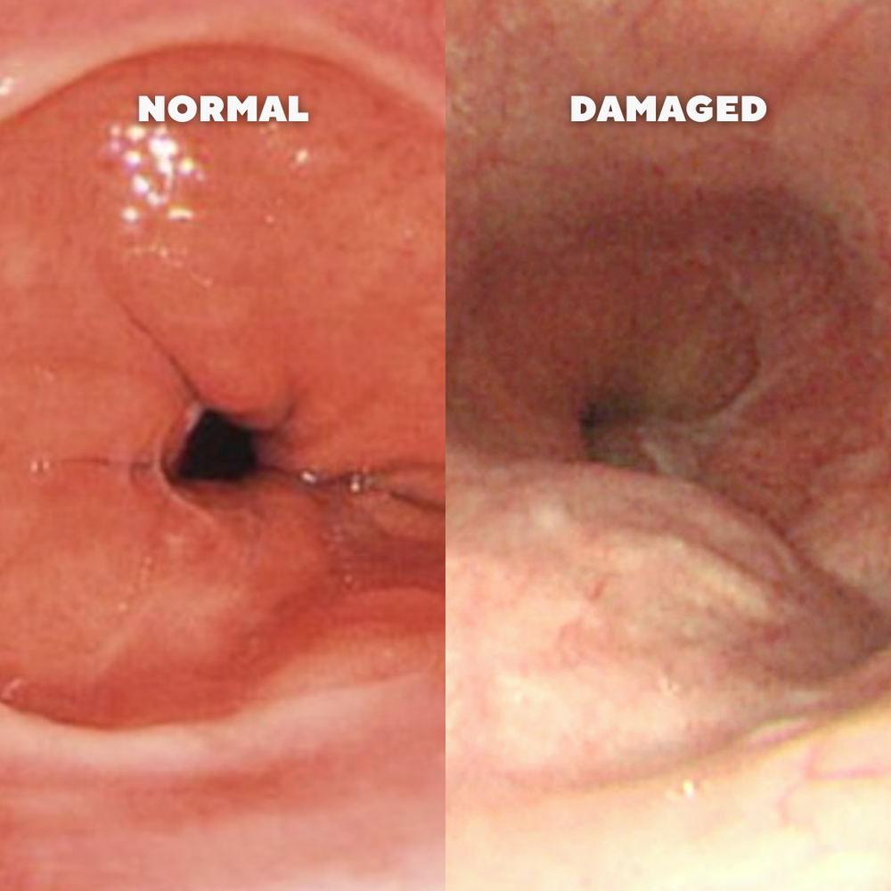 REASON #2: It Actually Repairs Your Damaged Tissues