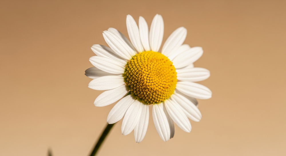 Reason 4: It Quiets the Inflammation That Keeps the Damage From Healing
